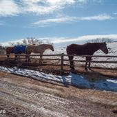 Beaver Creek Ranch & Horse Centre