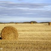 Prairie Plains