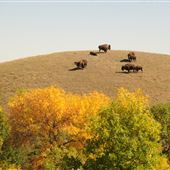 Buffalo Pound Provincial Park