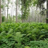 Duck Mountain Provincial Park