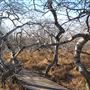 The Crooked Bush